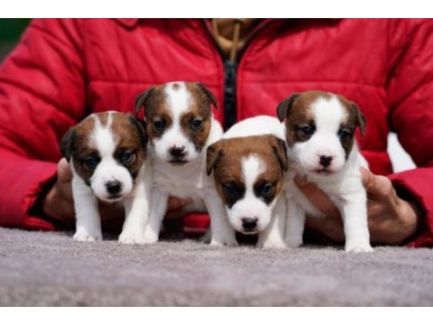 Fcı şecereli safkan ve sağlıklı jack russell terrier