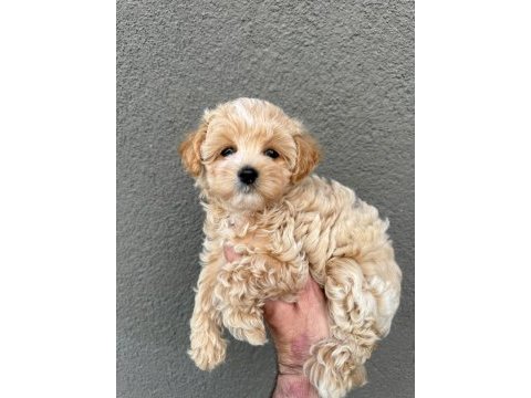 Gerçek saf kan maltipoo