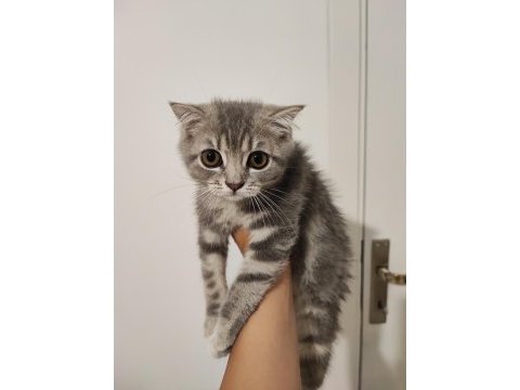 British shorthair kedimiz