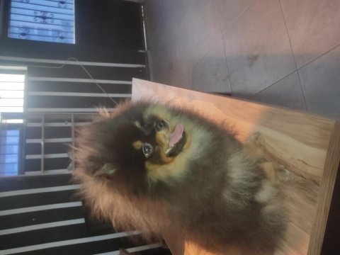 Aşılı karneli çipli erkek pomeranian yavrumuz