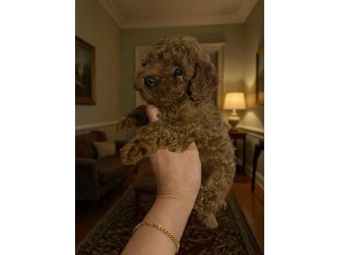 Evde bakılan sağlık ve ırk garantili poodle bebek