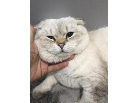 1 yaş scottish fold oğlumuz