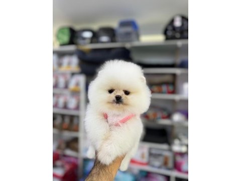 Sağlık ve ırk garantili pomeranian