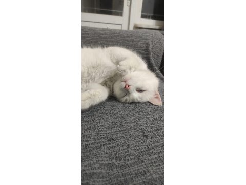 British shorthair beyaz 1 yaşında