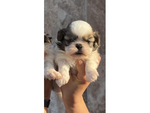 Sihihtzu yavrular ruhsatlı çiftlik 