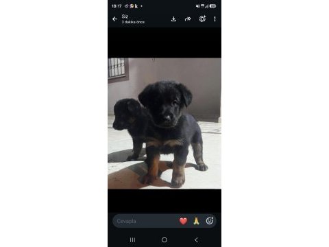 Yavru 1 erkek 3 dişi alman kurdu