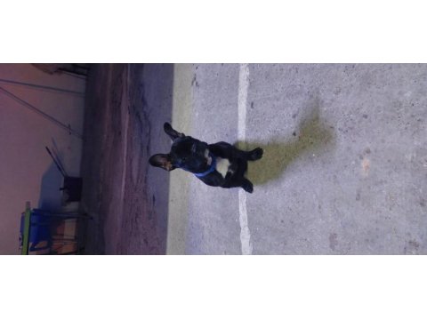 Güzel french bulldog oğlumuzun sahiplendireceğiz
