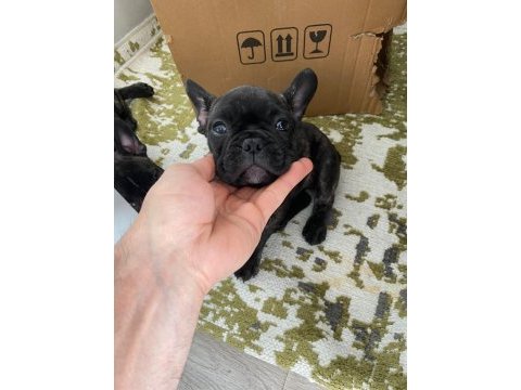 Brındle french bulldog