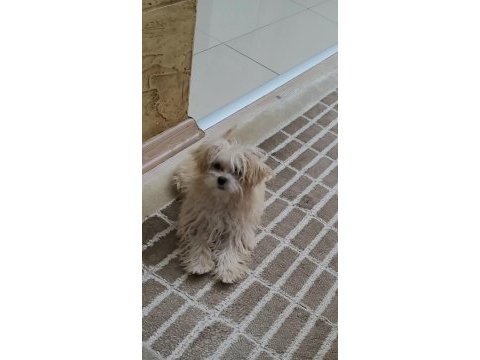 Mükemmel maltipoo
