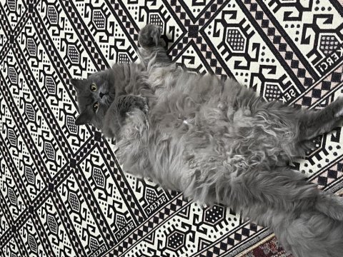 Kısır aşılı çipli erkek british longhair