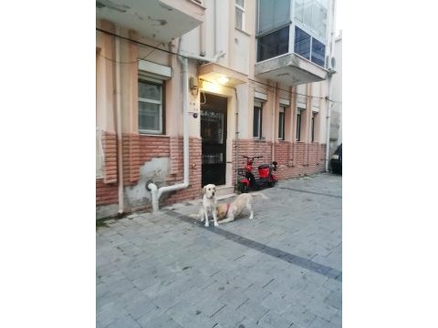 6 aylık dişi golden retriever