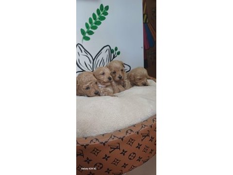Maltipoo terrier köpeği