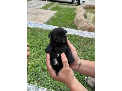 Pug yavrular