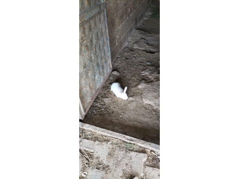4 adet yeni zelanda