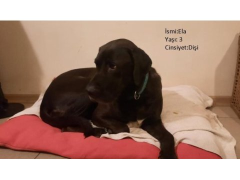 Köpeklerimize beraber yaşayacak aile arıyoruz
