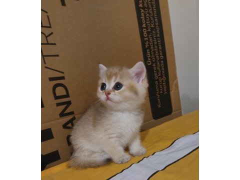 Safkan british shorthair 45 günlük