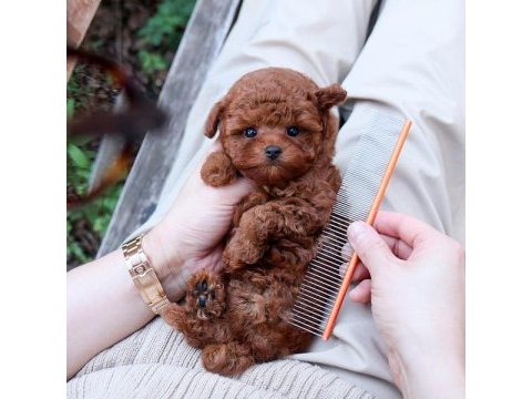 Toy poodle bebeklerim