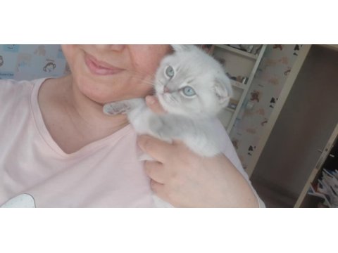 Scottish fold yavru kedimiz sahiplendirme
