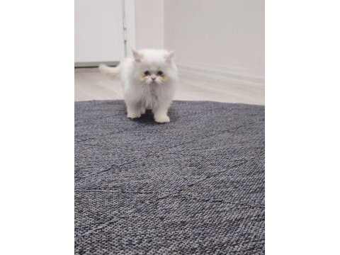 Beyaz ve gold british longhair yavrular