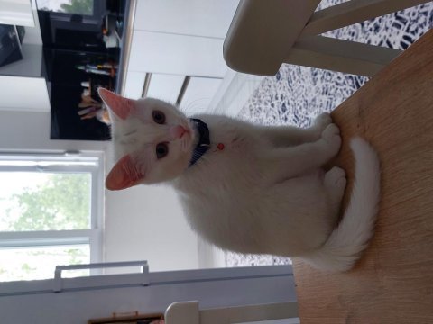British shorthair cinsi 4 aylık erkek kedimiz