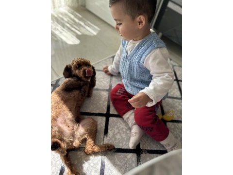 Yetişkin red brown poodle