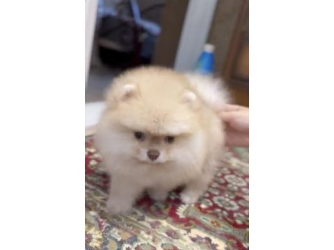 Sağlık ve ırk garantili pomeranian