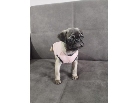 Pug köpeği sahiplendirme