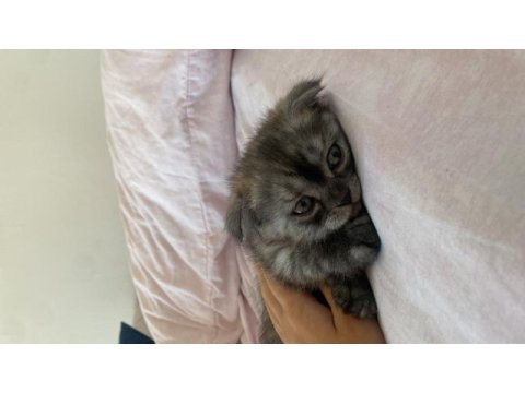Silver tabby british shorthair