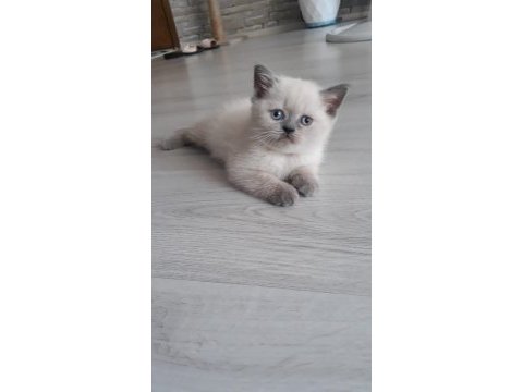 1 buçuk aylık british bluepoint yavru.