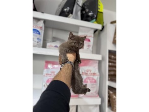 Cinnamon british shorthair bebekler