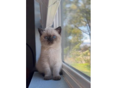 Şık çikolata point british shorthair