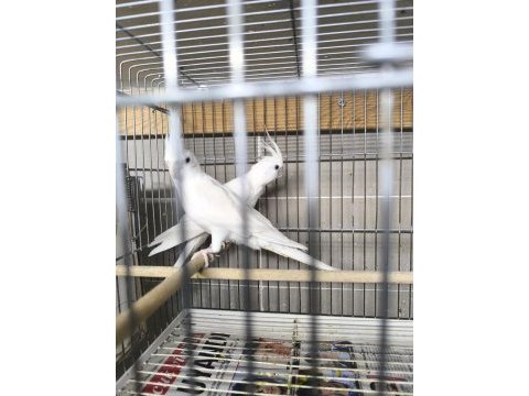 Albino takım sultan papağanı