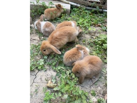 10 adet lop tavşanı yer izmir