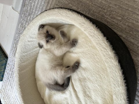 Dünyalar güzeli scottish fold yavrularımı sahiplendiriyorum