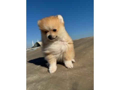 Pomeranian 2 aylık yavrular