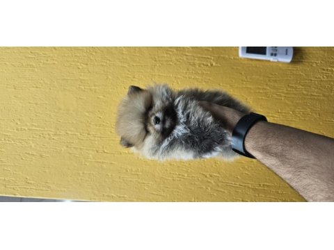 2 aylık erkek pomeranian boo
