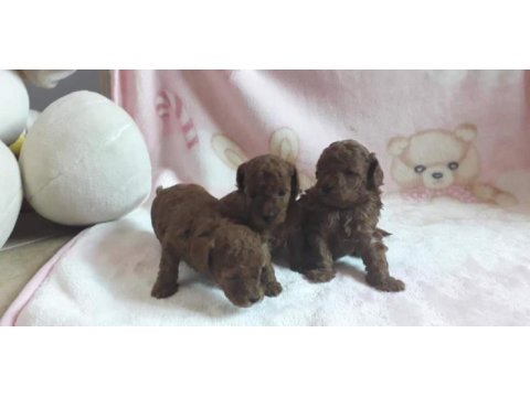 Aşılı toy poodle yavrularımız