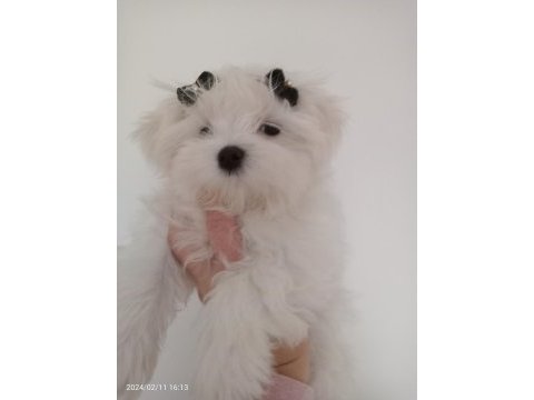 Muhteşem maltese