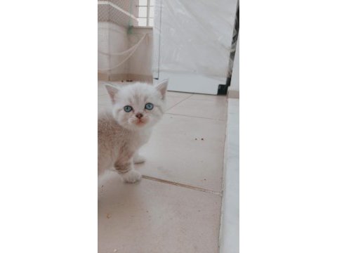 British shorthair yavru kediler