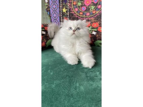2 aylık biblo gibi yavru british longhair