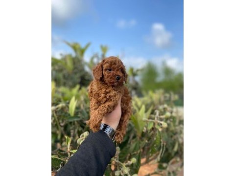 Red brown toy poodle bebekler