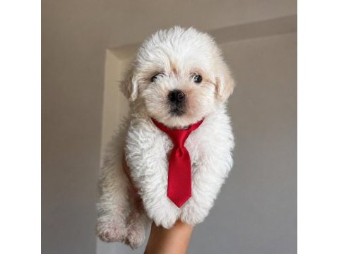 O numara maltipoo