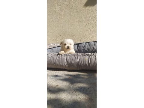 Teslime hazır maltese terrier yavrular