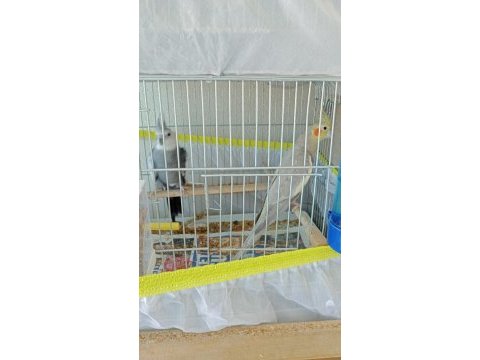 Uygun fiyata komple verilecek sultan papağanı