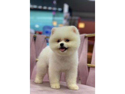 Orijinal yavru pomeranian boo