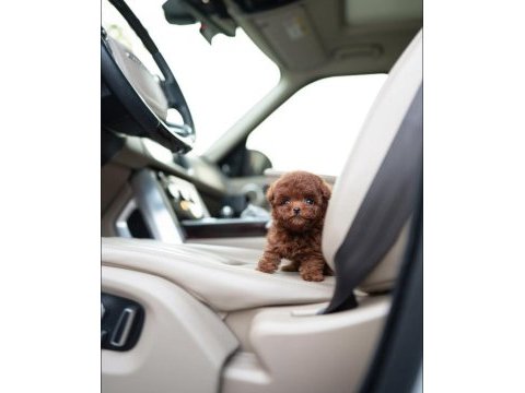 Özel seçilmiş poodle yavrusu