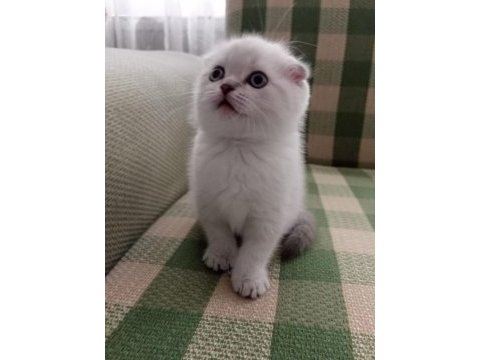 Güzel scottish fold kızım 29 ağustos doğumlu blue point