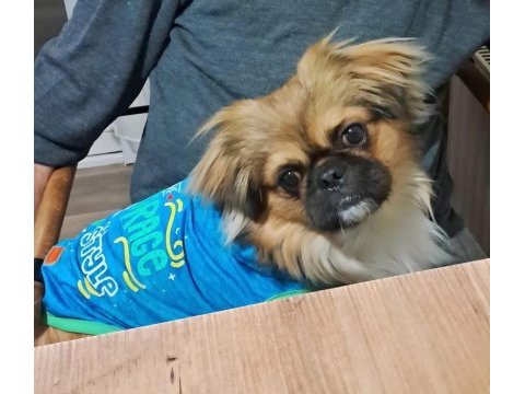 Pekinez lokumu sağlık sorunu nedeni ile sahiplendiriyoruz