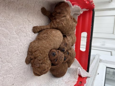 Toy poodle kore kan yavrular