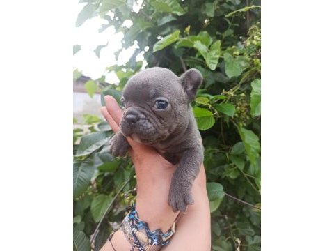 French bulldog yavrularımız bursa türkiye tüm iller